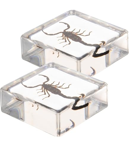 Amazon | 希少 輝く結晶 タタフィン隕石標本 | 生態・採集 | おもちゃ